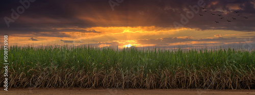 Sugarcane field at sunset. sugarcane is a grass of poaceae family. it taste sweet and good for health