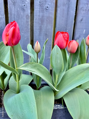 red tulips on wooden background