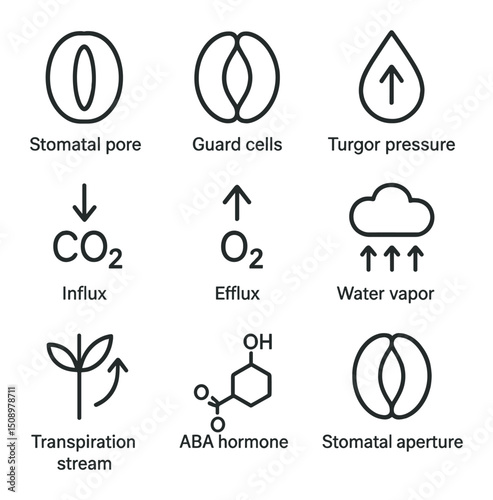 Stomatal Gas Exchange Icons. Outline icon set of stomatal gas exchange: stomatal pore, guard cells, turgor pressure, CO₂ influx, O
