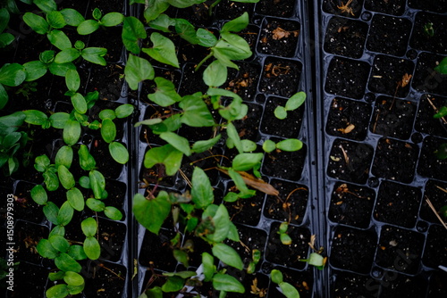 green sprouts on black earth
