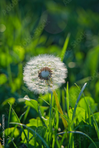 A close-up of a dandelion seed head with delicate white seeds against a blurred green background The soft, airy feel and intricate details make it ideal for nature-themed designs, wellness, ecological