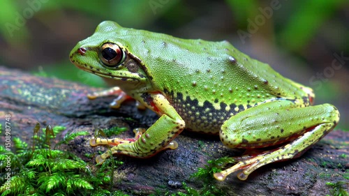 Green Tree Frog on Mossy Log
