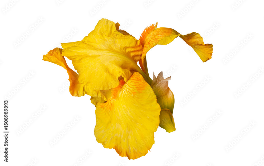 Fototapeta premium yellow iris flower isolated on white background