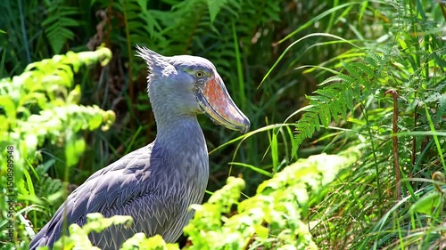 Shoebill Stork in Lush Vegetation