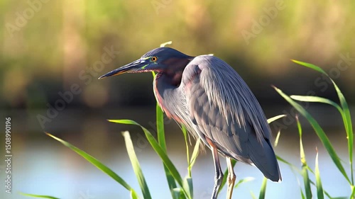 Little Blue Heron in Marsh Habitat