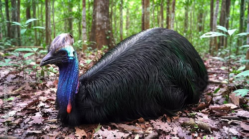 Cassowary in Rainforest Habitat