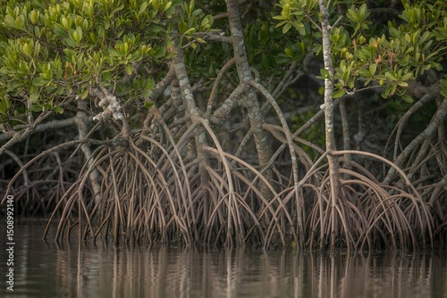 Intricate Mangrove Root System Along the Water's Edge in a Lush Wetland Habitat