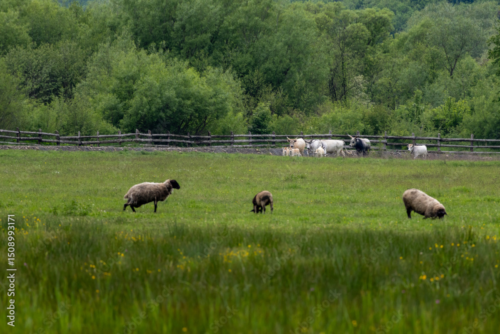Fototapeta premium Sheep grazing in a lush green meadow with a herd of white cows resting near a wooden fence, surrounded by dense forest vegetation in a peaceful rural setting