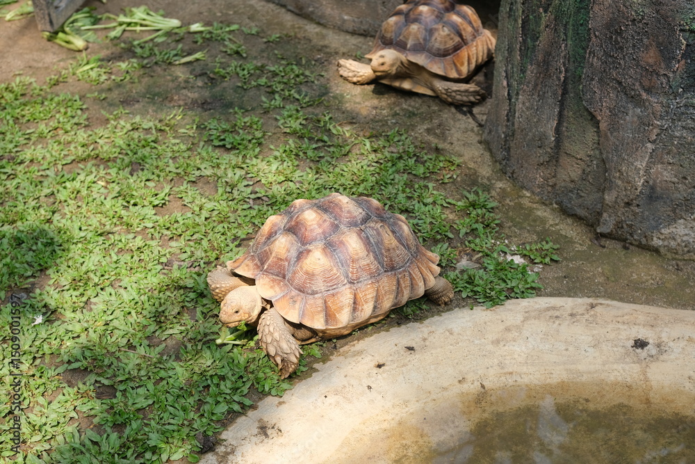 Obraz premium Two African spurred tortoises grazing on mossy ground near water basin