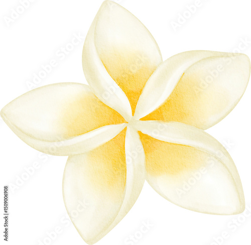 Fototapeta Naklejka Na Ścianę i Meble -  watercolor plumeria flower