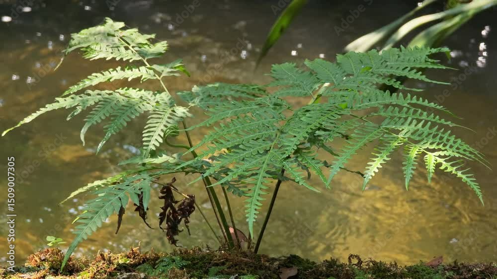 Fern leaves in the forest garden Fern leaves in the forest garden