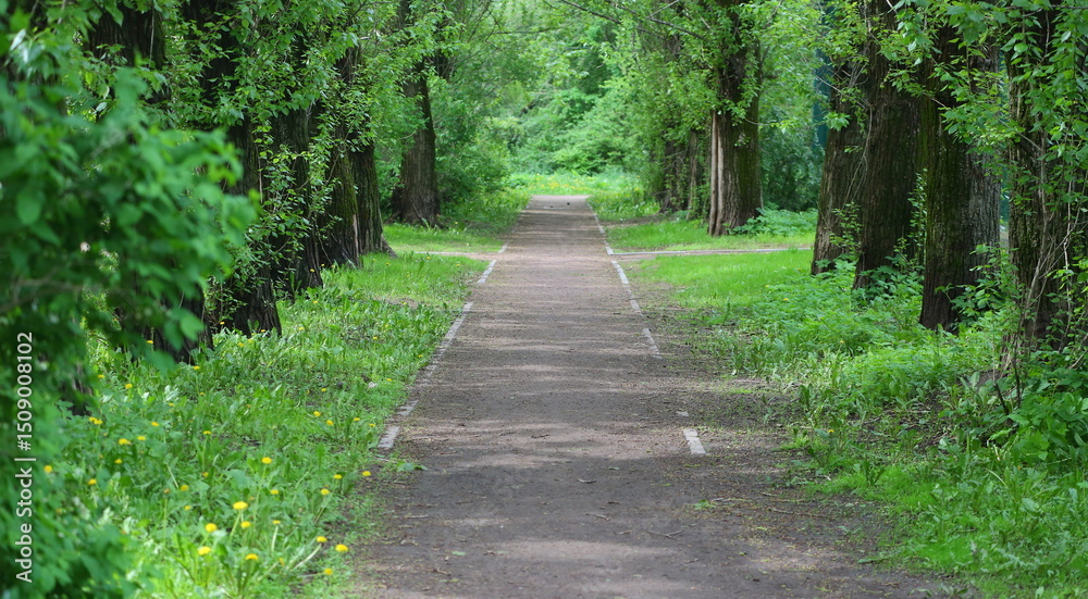 Obraz premium A green alley with a direct footpath
