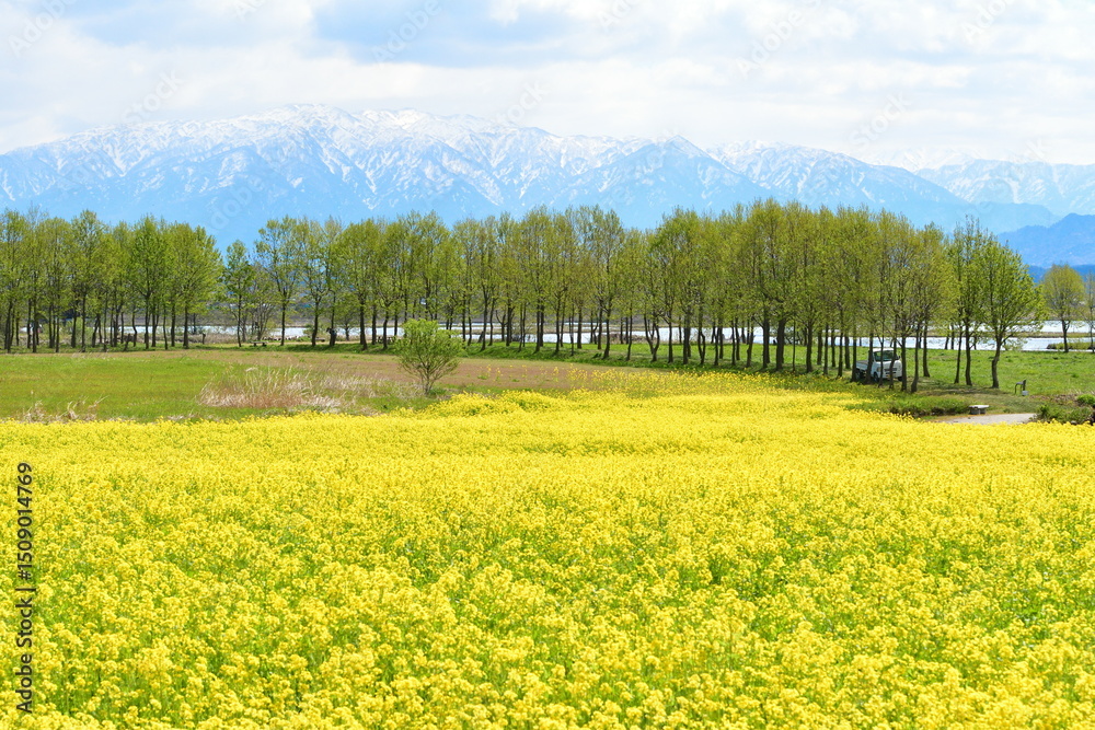 Obraz premium 福島潟から菜の花越しに飯豊連峰を望む(新潟県)