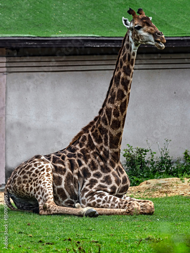 Giraffe sitting on the ground. Latin name - Giraffa camelopardalis