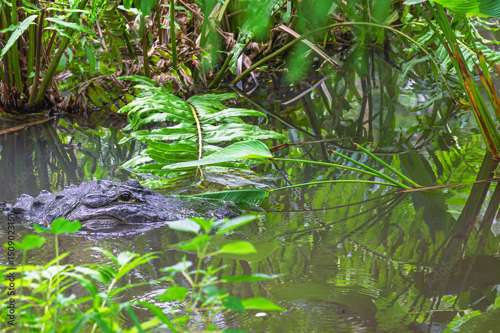 Obraz premium An alligator's head emerges from the marsh, eyes just above the water, watching and waiting.