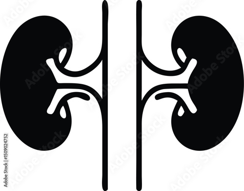Black kidney pair shows internal anatomy with ureter silhouette and transparent background
