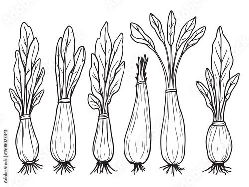 Belgian Endive Simple Line Drawing