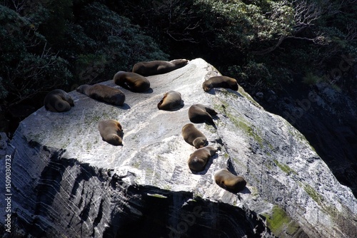 Sea lion colony, Fiordland National Park, South Island, New Zealand