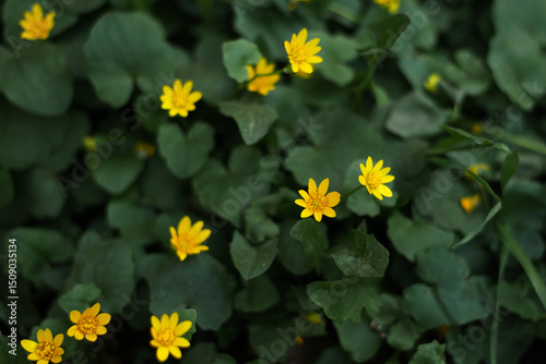Yellow wildflowers blossoming in vibrant spring foliage