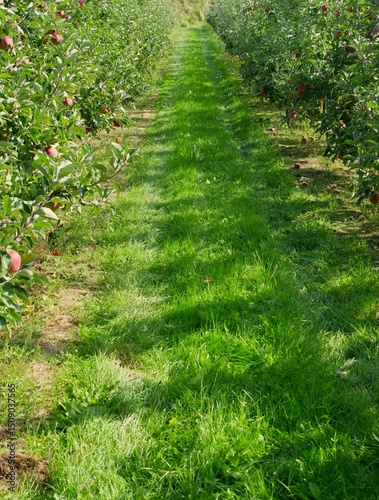 With grass overgrown agricultural transport and farm paths, leads through an apple plantation, the trees bear fruit and are ready for harvesting. The tribes are tied to posts.
