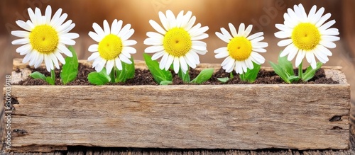 Daisies in rustic wooden planter, spring garden, sunny background
