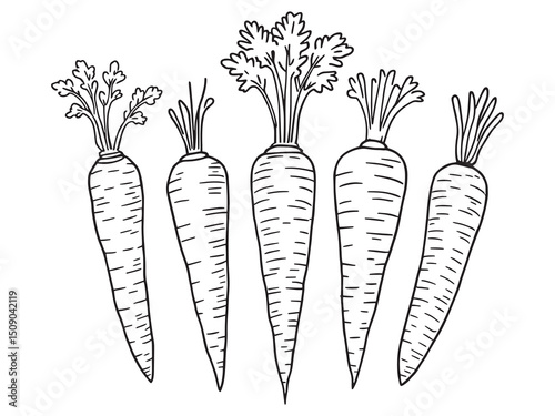 Fresh Carrot Illustration Line Style