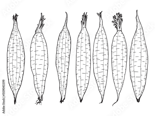 Cassava Line Art Illustration Collection