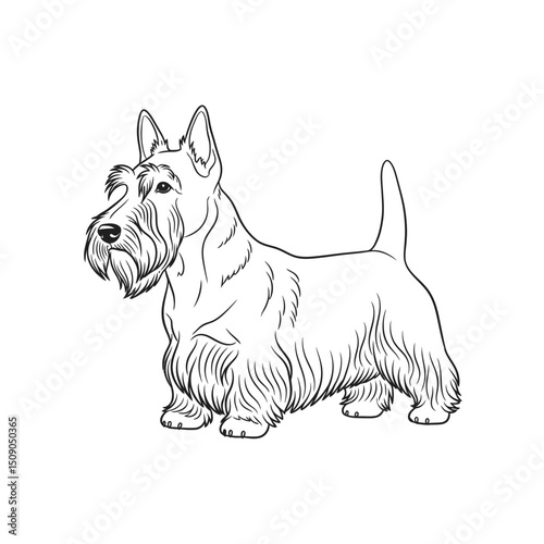 Scottish terrier dog breed standing isolated on white background, a cute domestic animal, a black scottish terrier portrait, a pedigree purebred canine friend