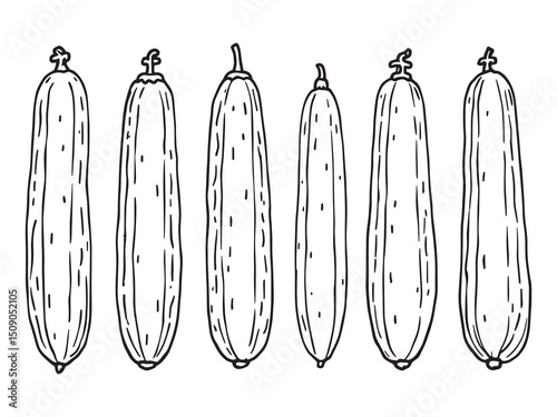 Cucumber Vegetable Line Art Drawing