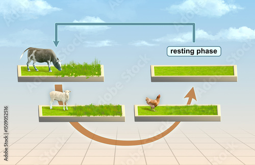 Valokuva Multi species rotational grazing