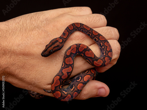 Epicrates cenchria is a boa species endemic to Central and South America. Common names include the rainbow boa, and slender boa.