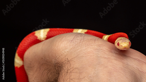Foto Lampropeltis triangulum, commonly known as the milk snake or milksnake, is a spe