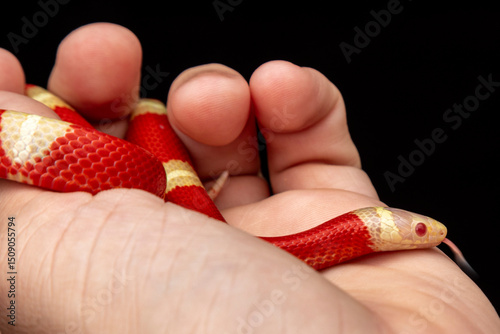 Konstfotografi Lampropeltis triangulum, commonly known as the milk snake or milksnake, is a spe