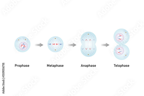 Mitosis, Cell Division Science Design. Vector Illustration.