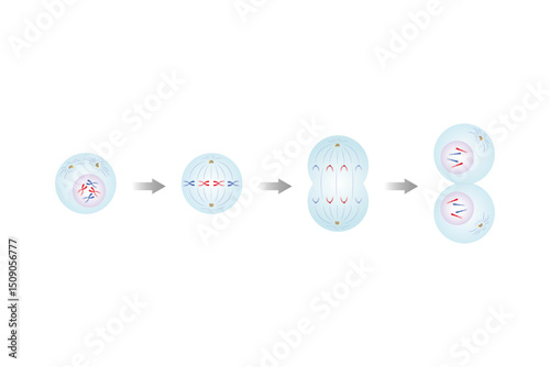 Mitosis, Cell Division Science Design. Vector Illustration.