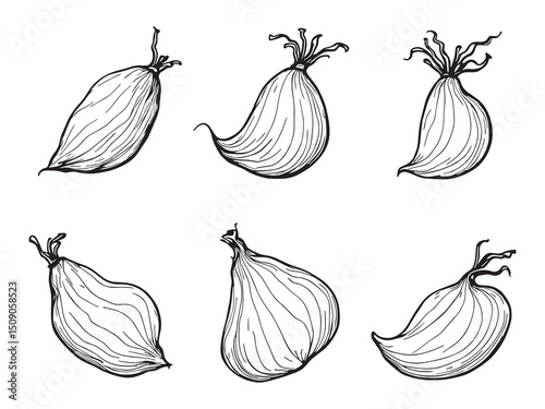 Elephant Foot Yam Line Art Illustration