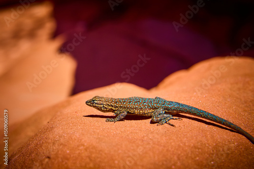 Blue and Brown Lizard on Sunlit Red Rock Close Up Eye Level View photo