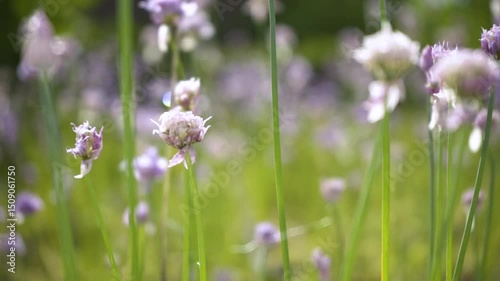 A close up view of a meadow with incredible wildflowers