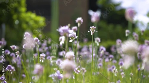 A close up view of a meadow with incredible wildflowers
