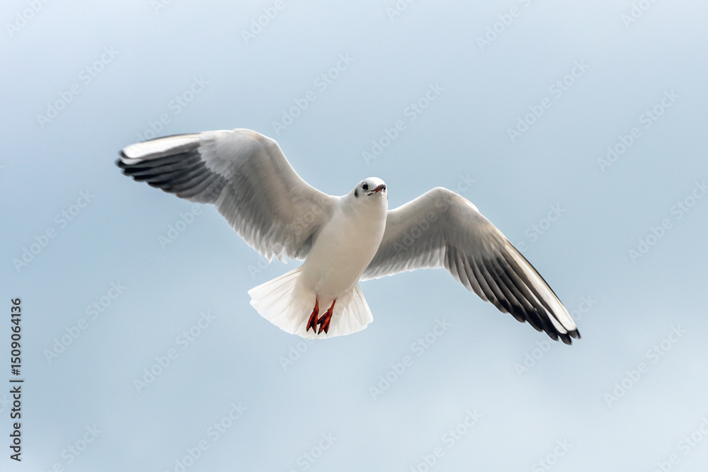 Fototapeta premium Flying seagull against cloudy overcast sky