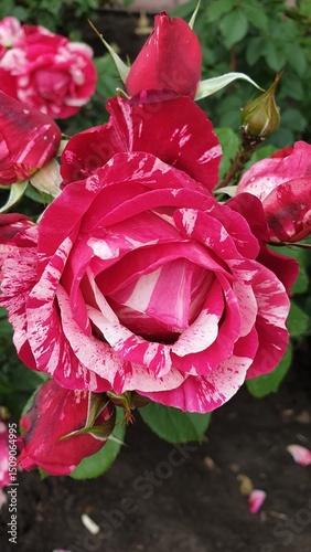 city, park, flowerbed, flowers, roses, bloom, blooming roses, petals, close-up