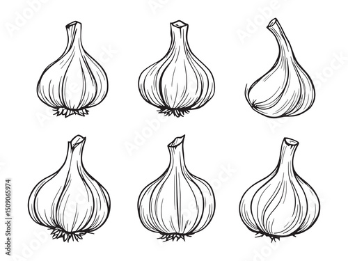 Garlic Vegetable Line Art Drawing