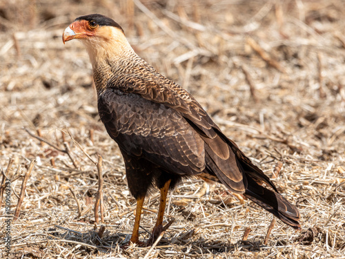 The northern crested caracara (Caracara cheriway), also called the northern caracara and crested caracara, is a bird of prey in the family Falconidae.