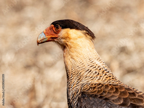 The northern crested caracara (Caracara cheriway), also called the northern caracara and crested caracara, is a bird of prey in the family Falconidae.