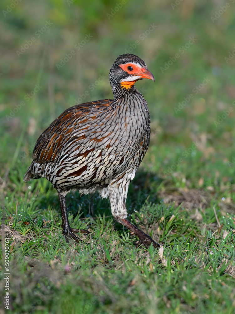 Fototapeta premium Close-up portrait of a Red-necked Spurfowl mid-step on dewy grass