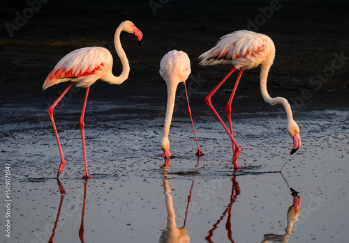 Three Greater Flamingos stand and feed, reflected in the still wetland surface