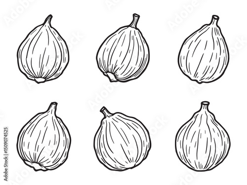 Minimalist Jicama Line Art for Wall Print