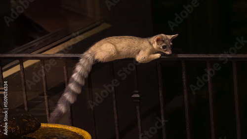 Ringtail Perched on Porch Railing