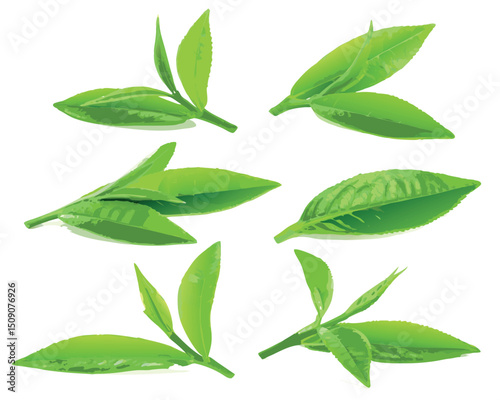 vector green tea leaves isolated on white background