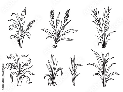 Lemon Grass Botanical Line Drawing Set